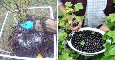 Сладость ягод смородины возрастёт в разы, если полить её полезной подкормкой - cpykami.ru