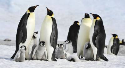Ты буешь удивлен когда узнаешь это про пингвинов » Тут гонева НЕТ! - goneva.net.ua