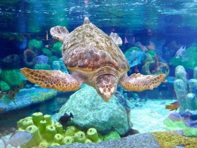 Муравьи представляют угрозу для яиц морских черепах - mur.tv - Грузия - штат Джорджия