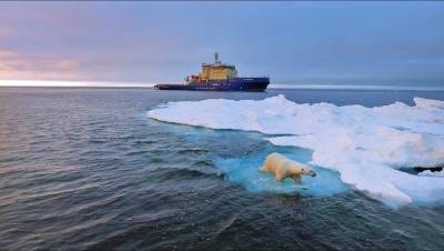Спасенного в Арктике белого медвежонка отправили в Московский зоопарк - mur.tv