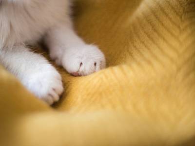 Почему кошка разминает меня лапками? - mur.tv