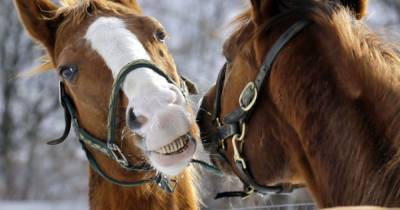 “Морили голодом и не давали воды”: под Полтавой обнаружили лошадей в ужасном состоянии - mur.tv - Полтава - Кременчуг