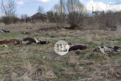 В Тульской области проверят данные о найденных в поле 150 мёртвых коровах - mur.tv - Тульская обл.