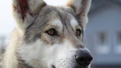 Собака в Кстинино оповестила о пожаре в доме и спасла людей от гибели - mur.tv