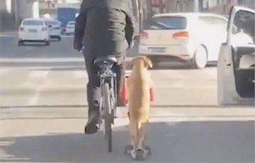 Видеохит: Собака сопровождает хозяина на самокате во время прогулки - mur.tv - Китай