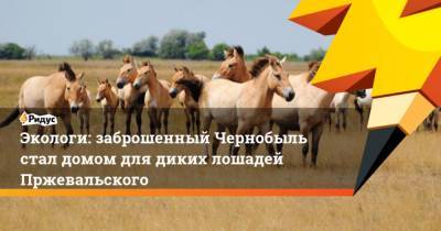 Экологи: заброшенный Чернобыль стал домом для диких лошадей Пржевальского - mur.tv