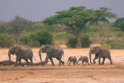 Зимбабве для борьбы с экономическим кризисом решило убивать слонов - mur.tv - Зимбабве