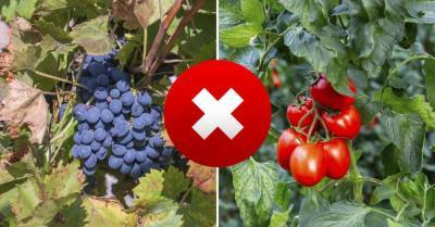 Дачник из Германии выкорчевал растения, что портили урожай винограда - lifehelper.one - Германия - Виноград