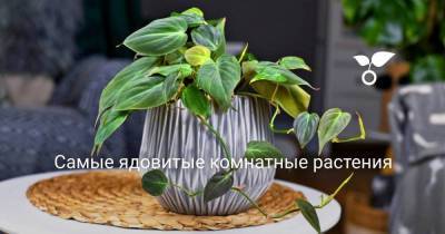 Самые ядовитые комнатные растения - sadogorod.club
