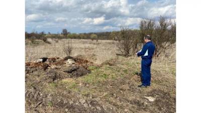 В Тульской области нашли мертвыми 74 коровы. Они умерли от истощения - mur.tv - Тульская обл.