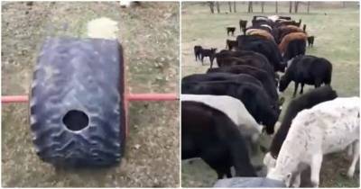 Фермер придумал хитроумный способ, как кормить коров - mur.tv
