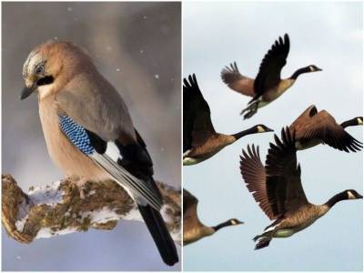 5 фактов о том, как меняется тело птиц во время миграций - mur.tv