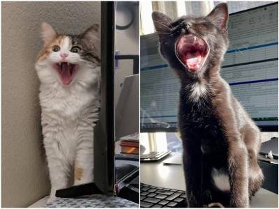 20 смешных фото котов, которые вечно чем-то недовольны - mur.tv