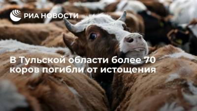 В Тульской области более 70 коров погибли от истощения - mur.tv - Тула - Ярославль - Тульская обл.