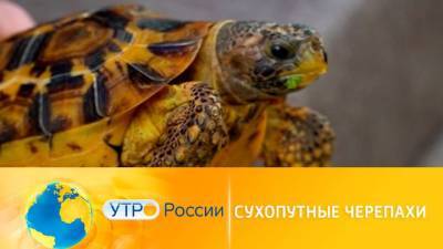 Утро России. Сухопутные черепахи - mur.tv - Россия