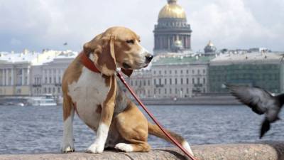 Владимир Голубев - Кинолог Голубев рассказал о бесполезности аксессуаров для собак - mur.tv - Россия