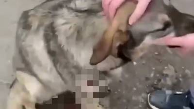 Видео из Сети. На сочинца, стрелявшего в собаку, завели уголовное дело - mur.tv