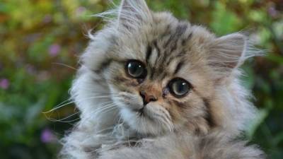 Британские ученые выяснили, как улыбаются кошки - mur.tv