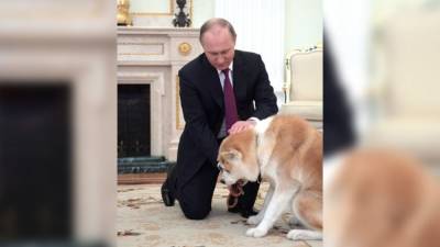 Владимир Путин - Японцы рассказали, как Путин сделал собак акита-ину популярными в России - mur.tv - Россия