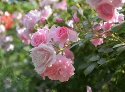 ​Грамотная обрезка роз как залог их пышного цветения - polsov.com