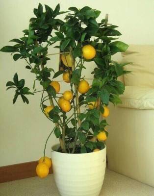 ​С чего начать выращивание лимона дома - polsov.com