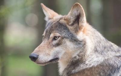 В Словакии за убийство волков будут сажать в тюрьму - mur.tv - Словакия