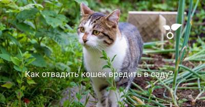 Как отвадить кошек вредить в саду? - sadogorod.club