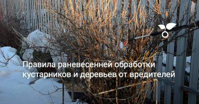 Правила раневесенней обработки кустарников и деревьев от вредителей - sadogorod.club