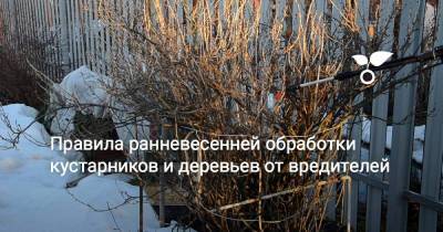 Правила ранневесенней обработки кустарников и деревьев от вредителей - sadogorod.club