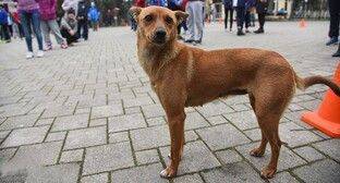 Сочинские зоозащитники добились уголовного дела за расстрел бродячей собаки - mur.tv - Сочи