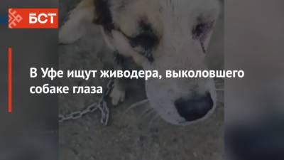 В Уфе ищут живодера, выколовшего собаке глаза - mur.tv - Уфа