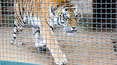Сергей Арамилев - В Приморье поймали амурского тигра, нападавшего на собак - mur.tv - Приморье край