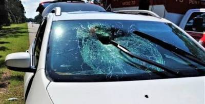 Превратилась в снаряд: в США летящая черепаха пробила стекло едущего автомобиля (ФОТО) - mur.tv - Сша - штат Флорида