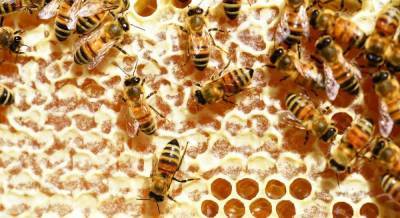 Как делают мёд пчёлы - sadogorod.club