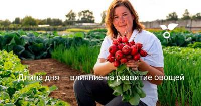 Длина дня — влияние на развитие овощей - sadogorod.club