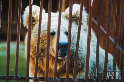 В Кузбассе усыпили медвежат, вышедших в город - mur.tv - Междуреченск