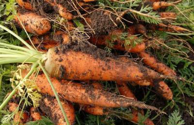 Как выращивать морковь: 4 правила, о которых стоит помнить - sadogorod.club