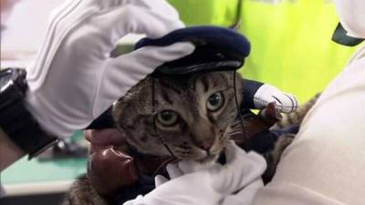 В Японии кошка спасла жизнь человеку и на один день стала начальником полиции - porosenka.net - Япония - Тояма