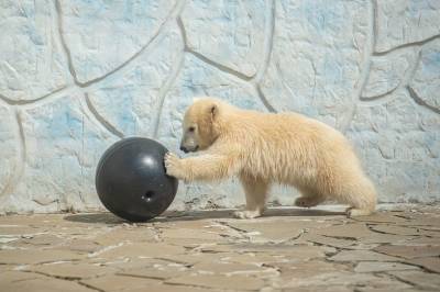 Стал известен пол белого медвежонка из зоопарка Ростова - mur.tv - республика Удмуртия