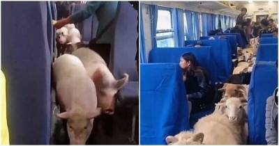 Китайские фермеры перевозят овец и свиней в поездах, навлекая на себя гнев пассажиров - mur.tv
