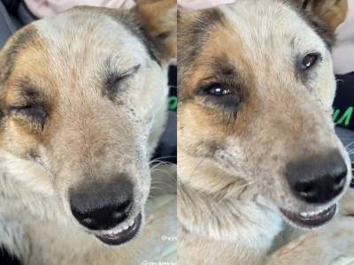Волонтеры поделились радостной вестью о собаке, которую живодер избил на территории одного из уфимских автосервисов - mur.tv