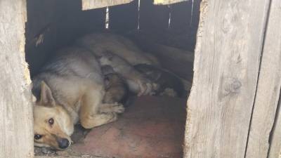 В Уфе волонтеры пытаются спасти собаку и щенят, которых хотят отравить - mur.tv - Уфа