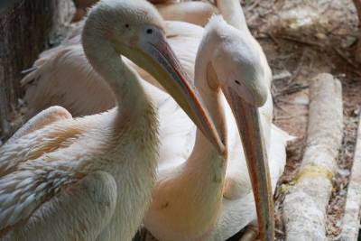 Редкие кудрявые пеликаны появились на свет в Московском зоопарке - mur.tv