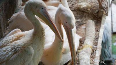 В Московском зоопарке появились на свет редкие кудрявые пеликаны - mur.tv - Россия