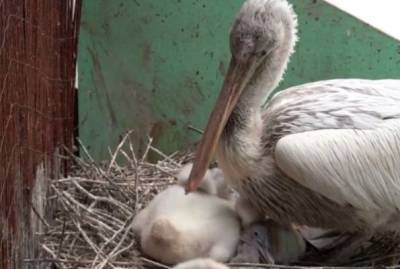Светлана Акулова - В Московском зоопарке родились редкие кудрявые пеликаны - mur.tv - Москва