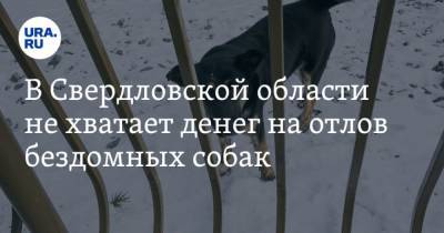 В Свердловской области не хватает денег на отлов бездомных собак - mur.tv - Свердловская обл.