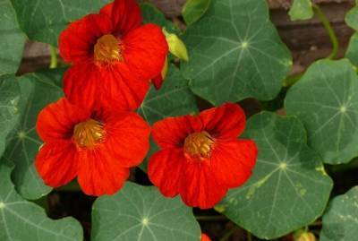 Посадите эти цветы на своем балконе и любуйтесь до поздней осени - fokus-vnimaniya.com