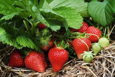 5 советов по уходу за клубникой весной, чтобы получить большой урожай вкуснейшей ягоды - lifehelper.one