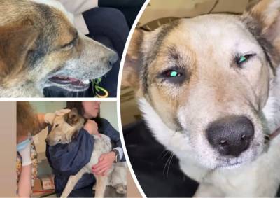 В Уфе собаке Даше восстановят зрение после того, как живодер выколол ей глаза - mur.tv - Уфа