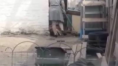 Воронежцы сняли на видео жестокое избиение собаки хозяйкой - mur.tv - Воронеж